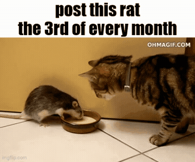 A Cat Is Looking At A Mouse That Is Drinking Milk From A Bowl .. GIF