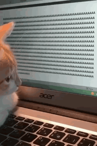 A Cat Is Looking At An Acer Laptop With A Bunch Of Text On It GIF
