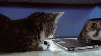 A Cat Is Looking At Its Reflection In A Laptop . GIF