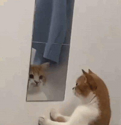 a cat is looking at itself in the mirror