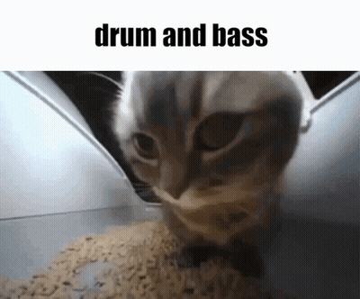 A Cat Is Looking At Something With The Words Drum And Bass Written Above It GIF