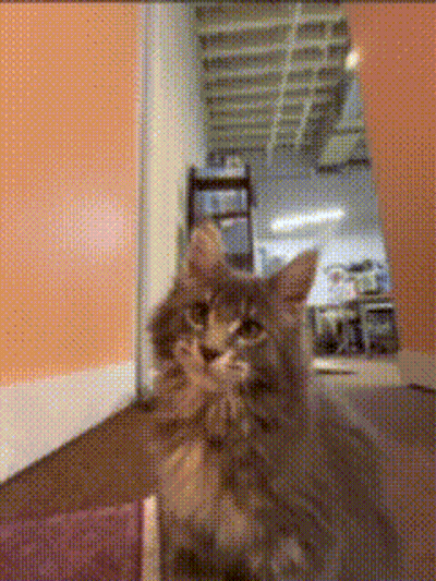 A Cat Is Looking At The Camera In A Room GIF