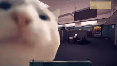 A Cat Is Looking At The Camera In An Office With Cubicles And Chairs GIF