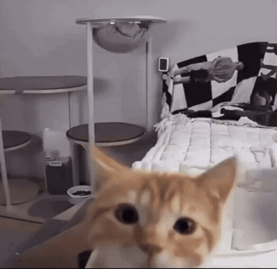A Cat Is Looking At The Camera In Front Of A Bed GIF