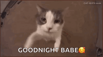 A Cat Is Looking At The Camera With The Words `` Goodnight Babe '' Written Below It . GIF