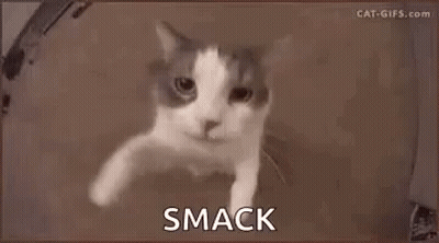 A Cat Is Looking At The Camera With The Words Smack Written On The Bottom . GIF