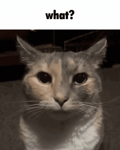A Cat Is Looking At The Camera With The Words What Written Above It GIF