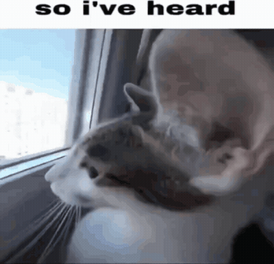 A Cat Is Looking Out A Window With The Words So I 'Ve Heard Below It GIF