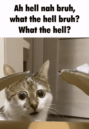 A Cat Is Looking Out Of A Cardboard Box With The Words Ah Hell Nah Bruh What The Hell Bruh What The Hell GIF