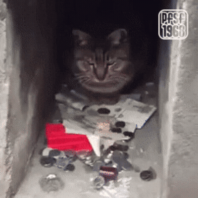 A Cat Is Looking Out Of A Hole In A Wall And The Year 1968 Is On The Bottom Right GIF