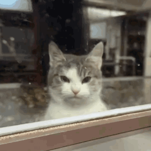 Serious Cat Looking Out Window GIF