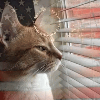 A Cat Is Looking Out Of A Window With Blinds And An American Flag In The Background GIF
