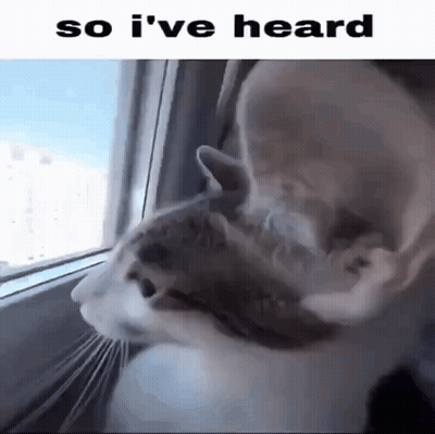 A Cat Is Looking Out Of A Window With The Words So I 'Ve Heard Below It GIF