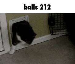 A Cat Is Looking Through A Cat Door With The Words Balls 212 Below It GIF