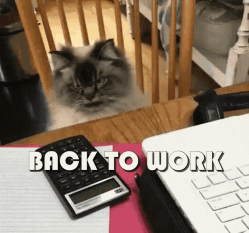 A Cat Is Looking Through A Fence At A Laptop And A Calculator With The Words Back To Work Above It GIF
