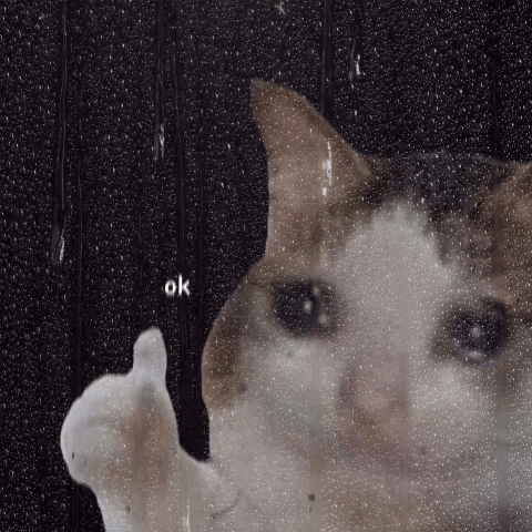 A Cat Is Looking Through A Window With Rain Drops On It And Says Ok GIF