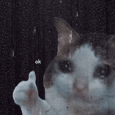 A Cat Is Looking Through A Window With The Word Ok Written On It GIF