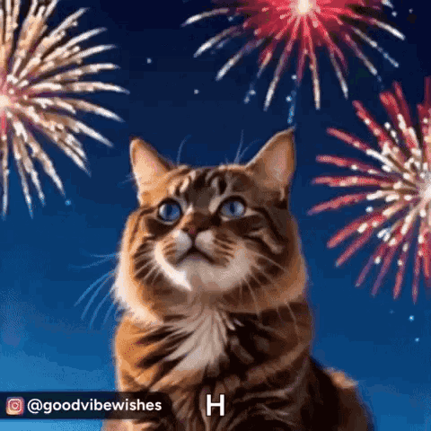 A Cat Is Looking Up At Fireworks In The Sky And Says H GIF