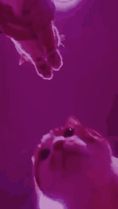 A Cat Is Looking Up At Its Reflection In The Water GIF
