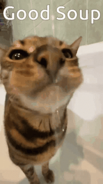 A Cat Is Looking Up At The Camera With The Words Good Soup Written Above It GIF