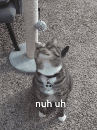 A Cat Is Looking Up With The Words Nuh Uh Behind It GIF