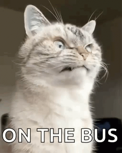A Cat Is Looking Up With The Words On The Bus Behind It GIF