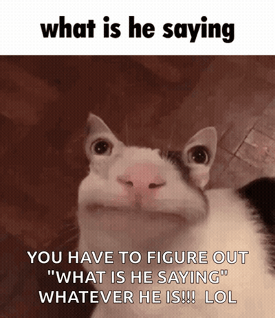 A Cat Is Making A Funny Face With The Caption What Is He Saying You Have To Figure Out What Is He Saying Whatever He Is  GIF