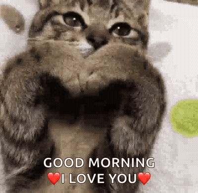A Cat Is Making A Heart With Its Paws And Saying Good Morning I Love You . GIF