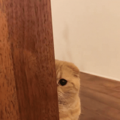 A Cat Is Peeking Out From Behind A Wooden Wall GIF