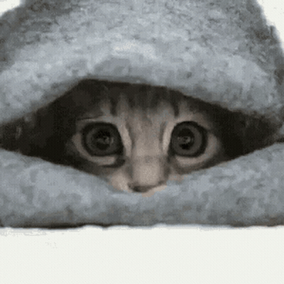 A Cat Is Peeking Out From Under A Blanket And Looking At The Camera . GIF
