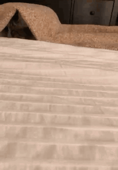 A Cat Is Peeking Out Of A Blanket On A Bed . GIF