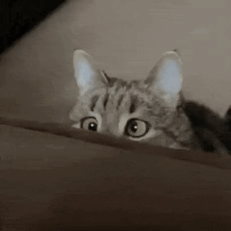 A Cat Is Peeking Out Of A Box And Looking Surprised . GIF