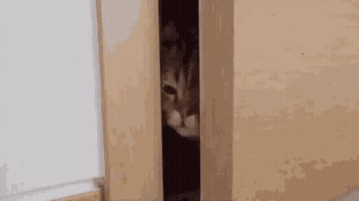 A Cat Is Peeking Out Of A Door . GIF