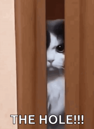 A Cat Is Peeking Out Of A Doorway With The Words `` The Hole ! '' GIF