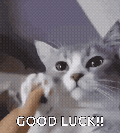 A Cat Is Petting A Person 'S Hand And Says Good Luck . GIF