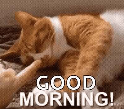 A Cat Is Petting Another Cat 'S Paw While Laying On A Couch . GIF