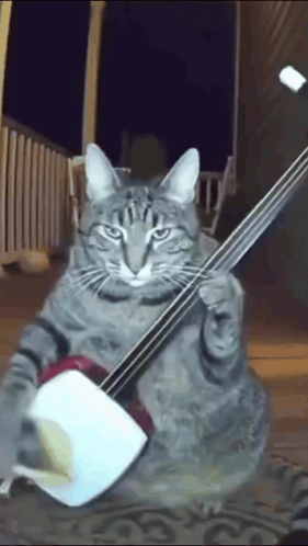 A Cat Is Playing A Guitar With Its Paws On The Strings GIF