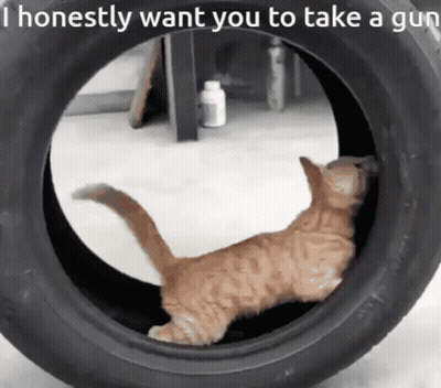 A Cat Is Playing In A Tire And The Caption Says I Honestly Want You To Take A Gun GIF