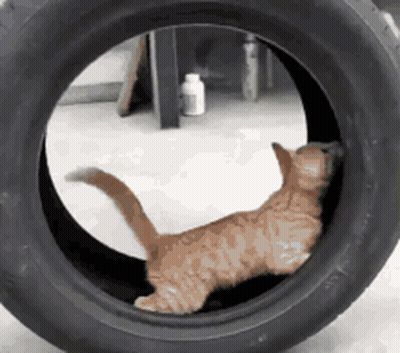 A Cat Is Playing In A Tire With A Bottle In The Background . GIF