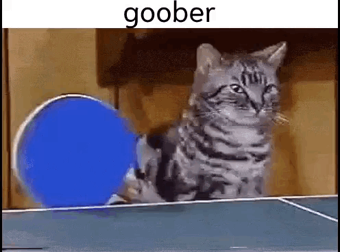 A Cat Is Playing Ping Pong On A Table With A Blue Ball Behind It . GIF