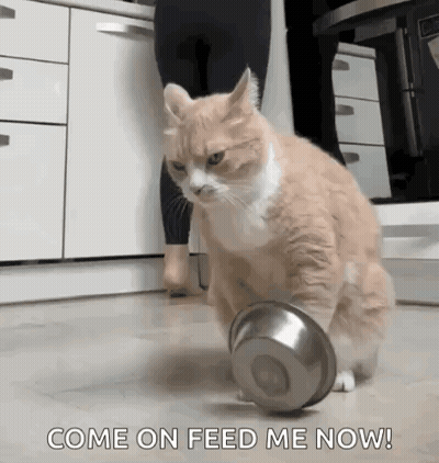 A Cat Is Playing With A Bowl In A Kitchen And A Woman Is Standing Behind It . GIF