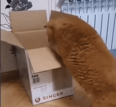 A Cat Is Playing With A Cardboard Box On A Wooden Floor . GIF