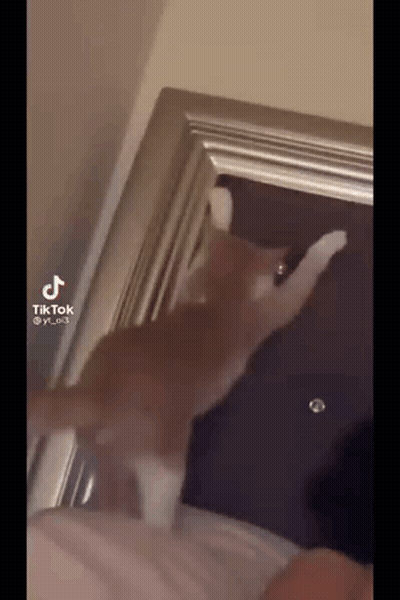 A Cat Is Playing With A Doorknob In A Room . GIF