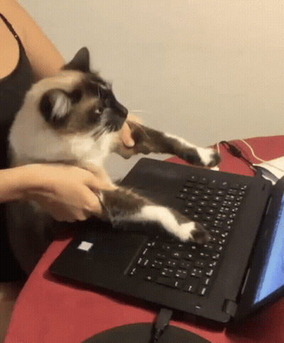A Cat Is Playing With A Laptop Keyboard On A Table . GIF