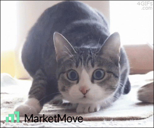 A Cat Is Playing With A Piece Of Cardboard With The Words Marketmove Written On It GIF
