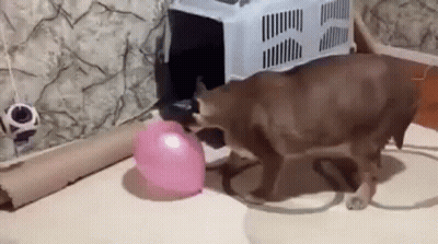 A Cat Is Playing With A Pink Balloon On The Floor In A Room . GIF