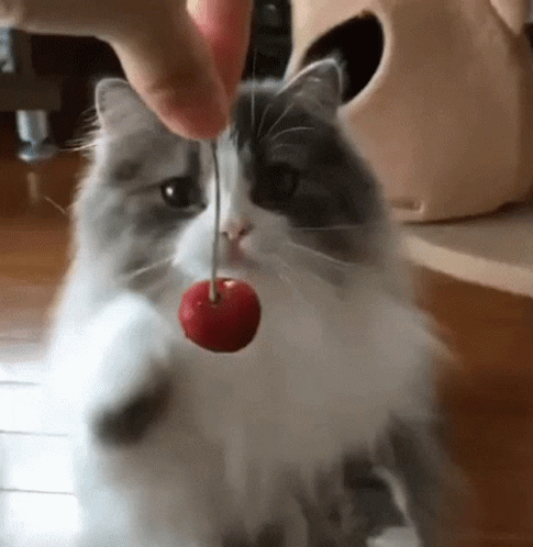 A Cat Is Playing With A Red Cherry On A String . GIF