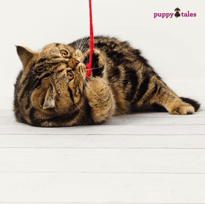 A Cat Is Playing With A Red String And The Words Puppy Tales Are On The Bottom GIF