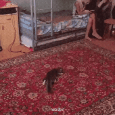 A Cat Is Playing With A Soccer Ball On A Rug In A Bedroom . GIF