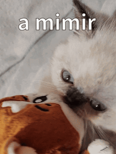 A Cat Is Playing With A Stuffed Animal With The Words " A Mimir " Above It GIF